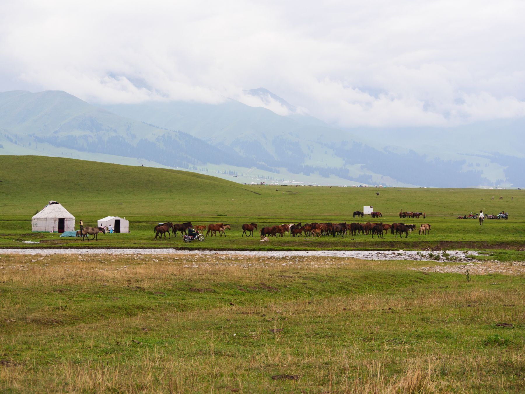 Traditional yurts and grazing horses on a green Xinjiang grassland